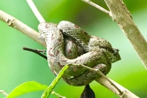 Quepos: Tour guiado pelo Rainmaker Park com transporte