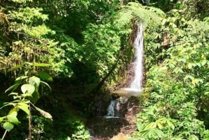 Quepos: Tour guiado pelo Rainmaker Park com transporte