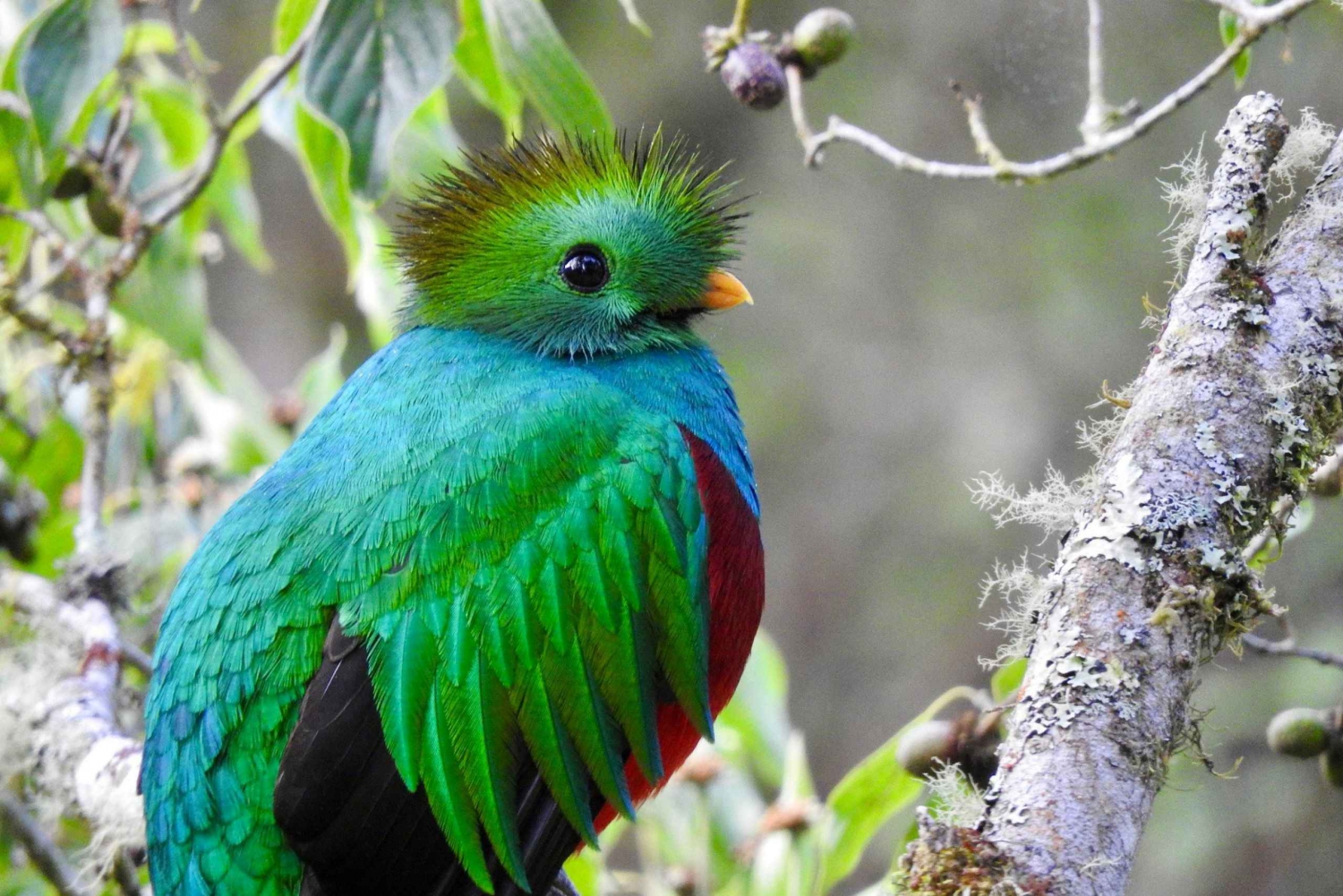 Quetzal: Costa Rica Vogelbeobachtung - Los Quetzales
