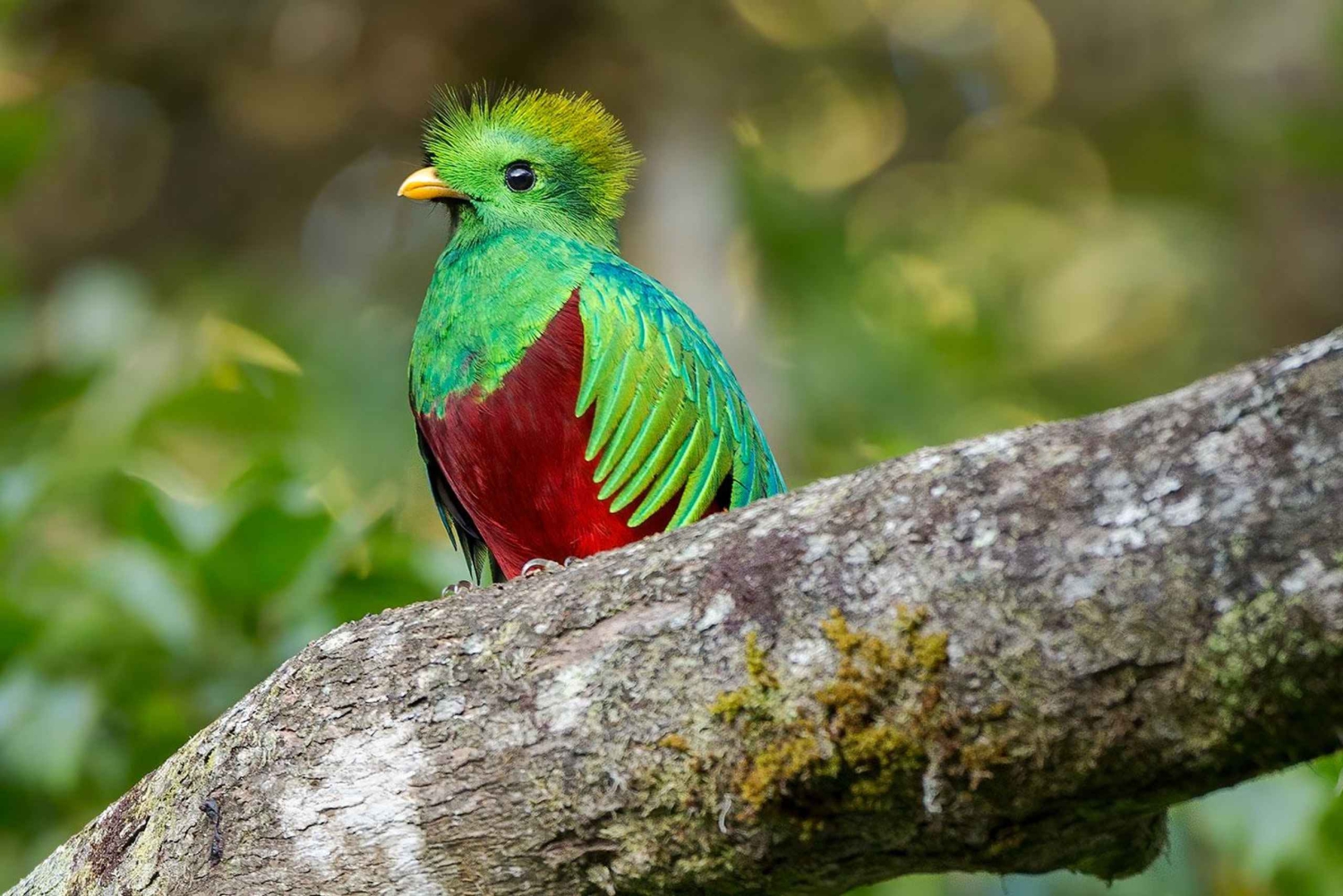 Quetzal: Costa Rica Birdwatching Experience - Los Quetzales