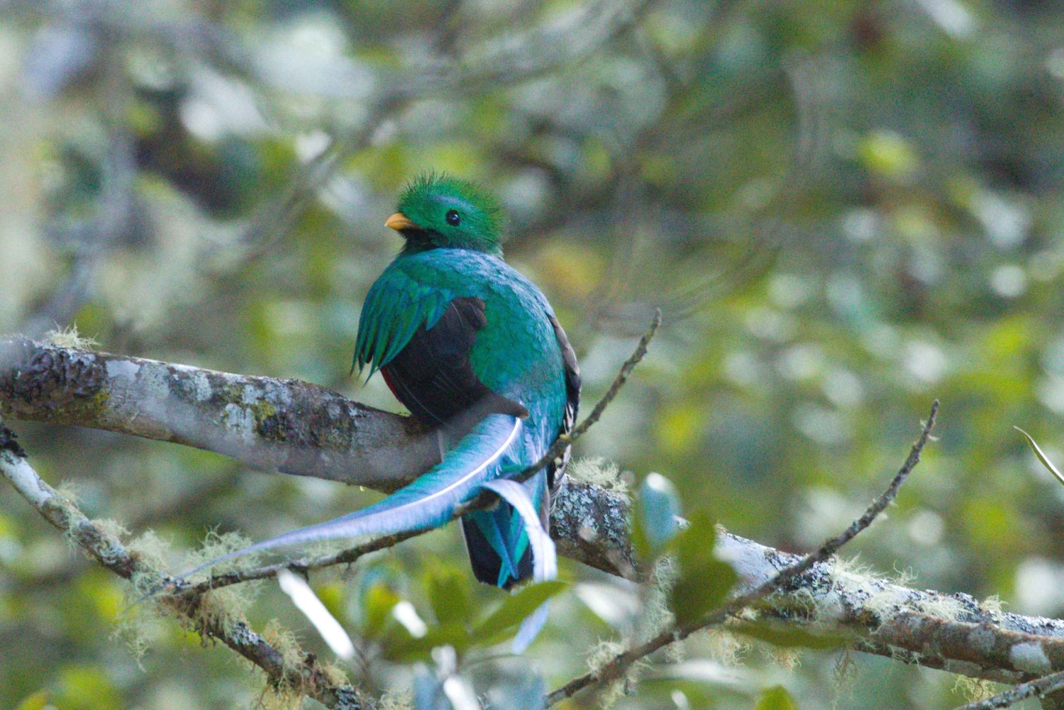 Quetzal: Costa Rica Birdwatching Experience - Los Quetzales