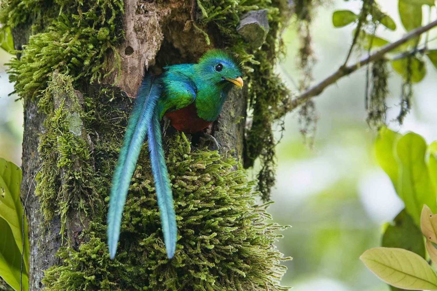 Quetzal: Costa Rica Birdwatching Experience - Los Quetzales