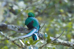 Quetzal: Opplevelse med fuglekikking i Costa Rica - Los Quetzales