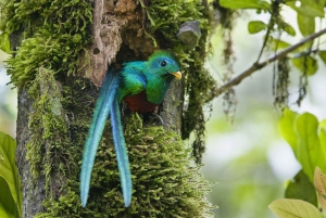 Quetzal: Vogels kijken in Costa Rica - Los Quetzales