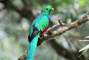 Quetzal: Vogels kijken in Costa Rica - Los Quetzales