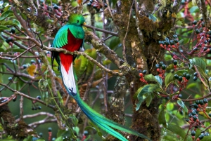 Quetzal: Obserwacja ptaków na Kostaryce - Los Quetzales