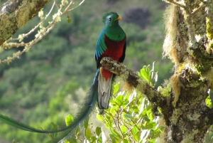 Quetzal: Obserwacja ptaków na Kostaryce - Los Quetzales