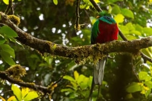 Quetzal: Costa Rica Birdwatching Experience - Los Quetzales