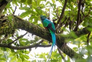 Quetzal: Costa Rica Birdwatching Experience - Los Quetzales