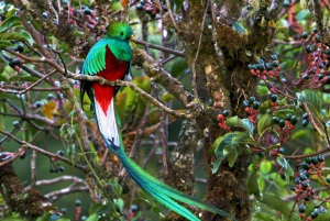 Quetzal: Costa Rica Birdwatching Experience - Los Quetzales