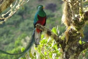 Quetzal: Costa Rica Birdwatching Experience - Los Quetzales