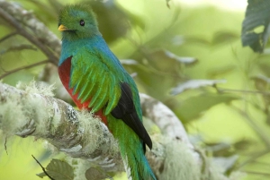 Quetzal: Costa Rica Birdwatching Experience - Los Quetzales