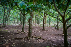Rutas de chocolate por la selva tropical