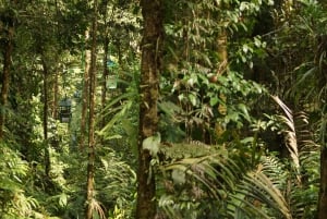 Vanuit San José: Tour van de Atlantische Luchttram door het regenwoud
