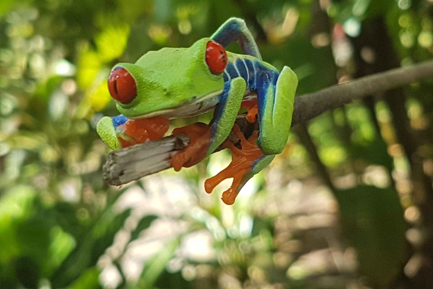 Sademetsä Combo : Suklaata, laiskiainen ja luonto