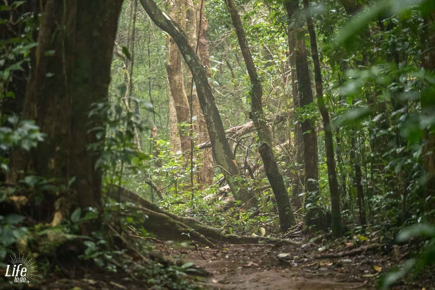 Sademetsä Combo : Suklaata, laiskiainen ja luonto