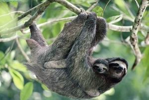 Sademetsä Combo : Suklaata, laiskiainen ja luonto