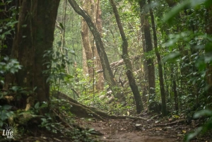 Sademetsä Combo : Suklaata, laiskiainen ja luonto
