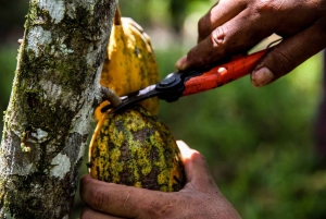 Sademetsä Combo : Suklaata, laiskiainen ja luonto
