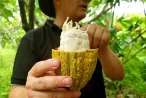 Sademetsä Combo : Suklaata, laiskiainen ja luonto