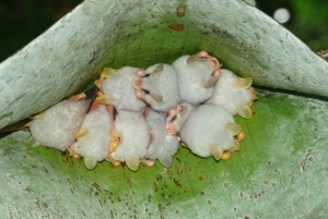 Sademetsä Combo : Suklaata, laiskiainen ja luonto