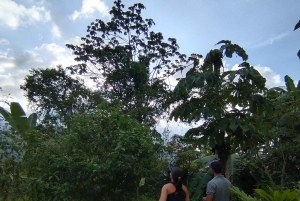 Rainforest Night walk thought the Tapir Home