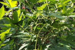 Rainforest Night walk thought the Tapir Home