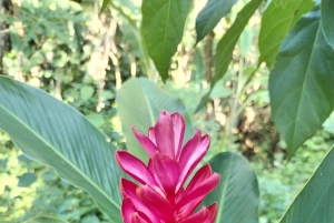 Rainforest Night walk thought the Tapir Home