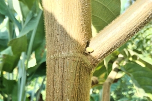 Rainforest Night walk thought the Tapir Home