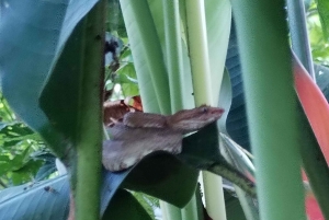 Rainforest Night walk thought the Tapir Home