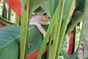 Rainforest Night walk thought the Tapir Home