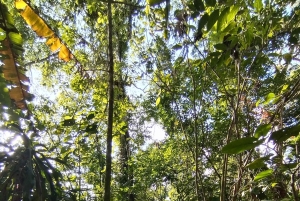 Rainforest Night walk thought the Tapir Home