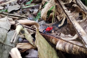 Rainforest Night walk thought the Tapir Home