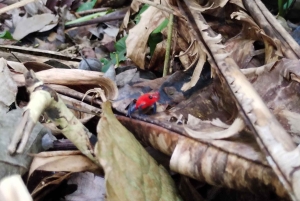 Rainforest Night walk thought the Tapir Home