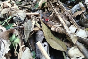 Rainforest Night walk thought the Tapir Home