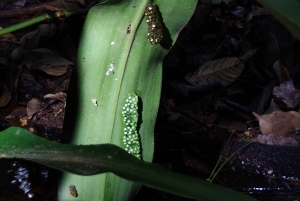 Rainforest Night walk thought the Tapir Home