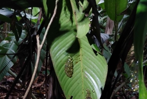 Rainforest Night walk thought the Tapir Home