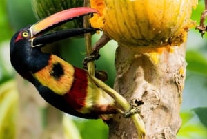 Rancho Piro: tour fotográfico guiado na vida selvagem