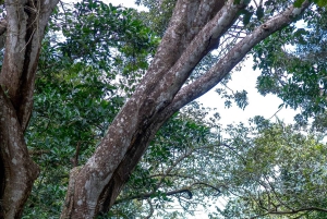 Rincón de la Vieja: Passe de um dia Eco Aventura 12 em 1