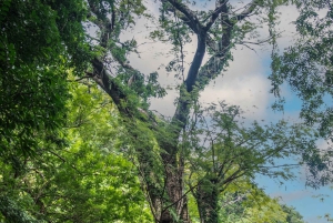 Rincón de la Vieja: Passe de um dia Eco Aventura 12 em 1