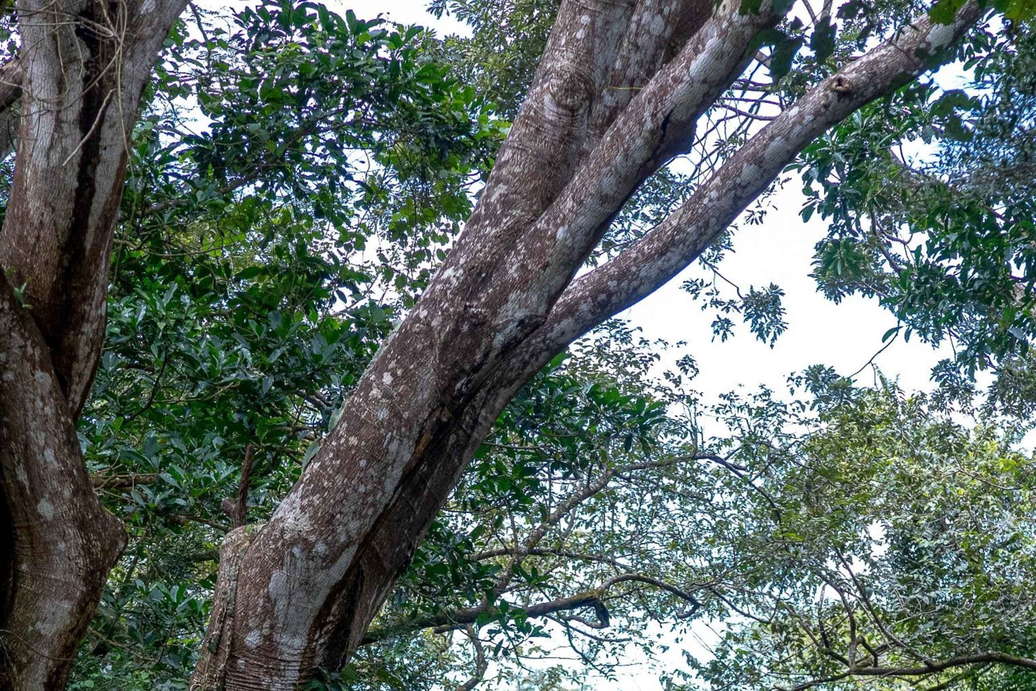 Rincón de la Vieja: Exklusivt Eco Adventure 12-i-1-dagarskort