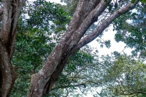 Rincón de la Vieja: Exclusive Eco Adventure 12-in-1 Day Pass