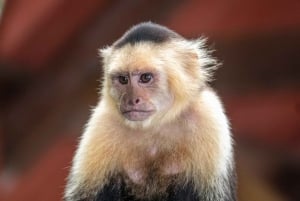 Rincón de la Vieja: Exclusive Eco Adventure 12-in-1 Day Pass