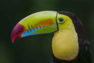 Rincón de la Vieja: Exclusive Eco Adventure 12-in-1 Day Pass