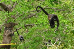 Rincón de la Vieja: Exclusive Eco Adventure 12-in-1 Day Pass