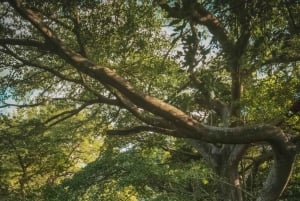 Rincón de la Vieja: Exclusive Eco Adventure 12-in-1 Day Pass