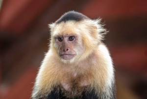 Rincón de la Vieja: Exklusivt Eco Adventure 12-i-1-dagarskort