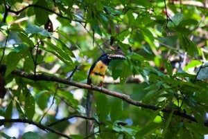 Rincón de la Vieja: One-Day Nature Tour