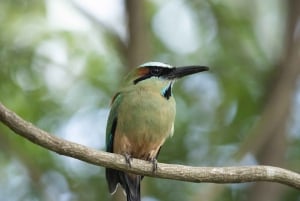 Rincón de la Vieja: One-Day Nature Tour