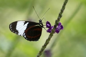 Rincón de la Vieja: One-Day Nature Tour